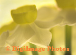 Daffodil 
                  
 
 
  
  
  
  
  01